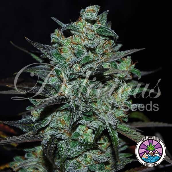 Northern Light Blue THC-Free de Delicious Seeds - GB
