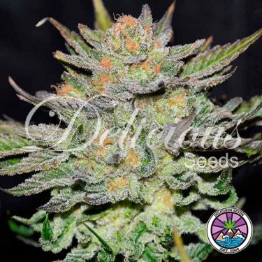 Comprar Auto Blue Ace CBD Delicious Seeds - Grow Barato