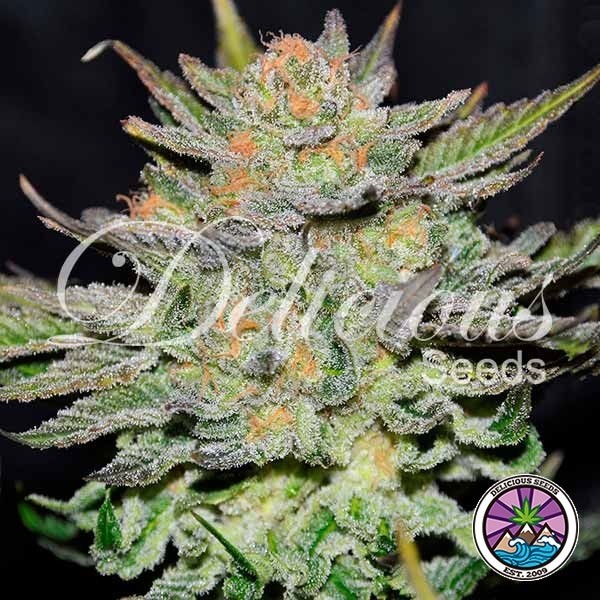 Auto Blue Ace CBD Plante de cannabis