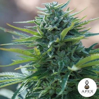 X-Kunk de Apex Seeds 100% Feminizadas - Grow Barato
