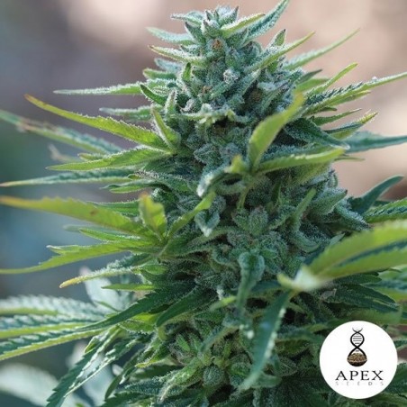 X-Kunk de Apex Seeds 100% Feminizadas - Grow Barato X-Kunk de Apex Seeds 100% Feminizadas - Grow Barato