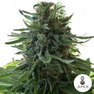 Alaska's Flavor planta de marihuana