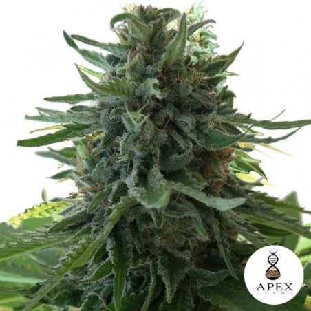 Alaska's Flavor planta de marihuana Alaska's Flavor planta de marihuana