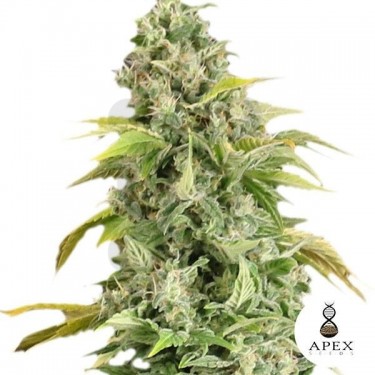 Arafa de Apex Seeds Semillas Feminizadas - Grow Barato