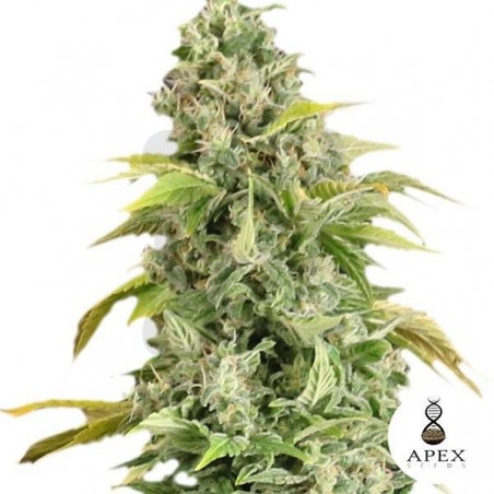 Arafa de Apex Seeds Semillas Feminizadas - Grow Barato Arafa de Apex Seeds Semillas Feminizadas - Grow Barato