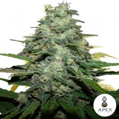 Planta de maconha de macaco azul Planta de maconha de macaco azul
