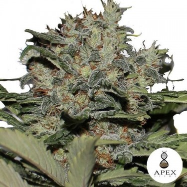 Chunky Cookies feminizada de Apex Seeds - Grow Barato