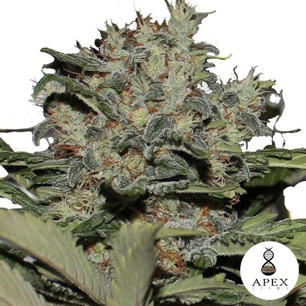 Chunky Cookies feminizada de Apex Seeds - Grow Barato