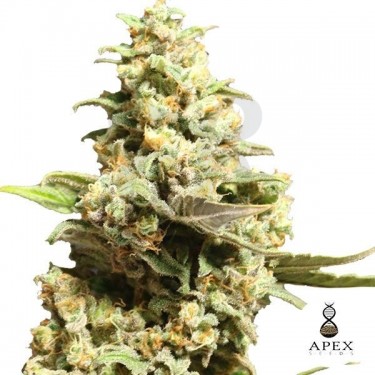 Critical X de Apex Seeds Semillas feminizadas - Grow Barato