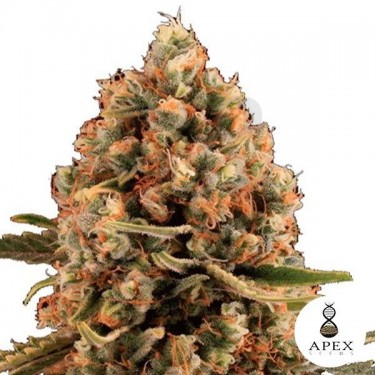 Dynamis de Apex Seeds Semillas Feminizadas - Grow Barato