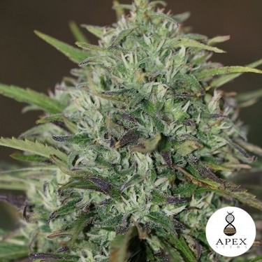 Insomnia de Apex Seeds Semillas Feminizadas - Grow Barato
