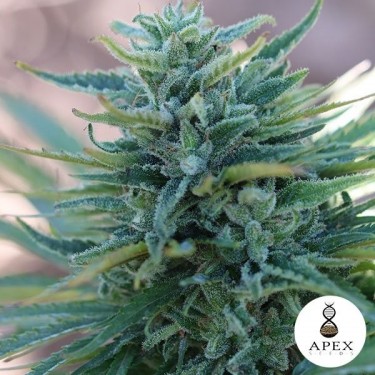 Somango X de Apex Seeds 100% Feminizadas - Grow Barato