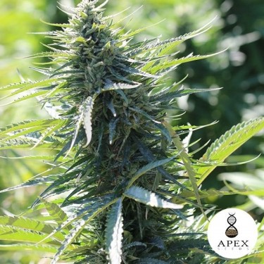 Kalashnikov 2.0 planta de marihuana