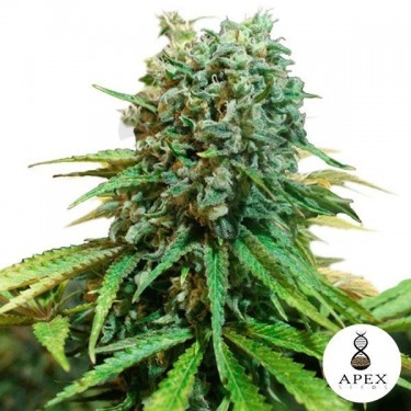 X-Berry de Apex Seeds sabor a frutos rojos - Grow Barato