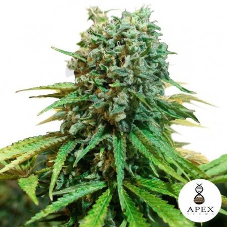 X-Berry de Apex Seeds sabor a frutos rojos - Grow Barato X-Berry de Apex Seeds sabor a frutos rojos - Grow Barato