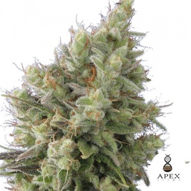 Auto Insomnia Auto Sementes de Apex Seeds - Crescer Barato