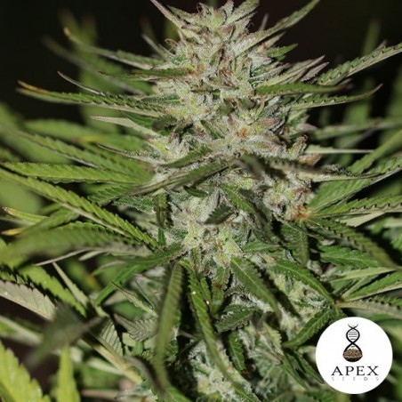 Auto Critical XXL Auto Critical XXL