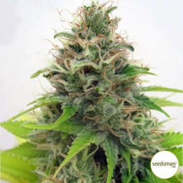 Somango de Seedsman Semillas Feminizadas - Grow Barato