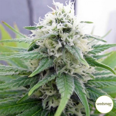 Semillas de Early Skunk de Seedsman - Grow Barato
