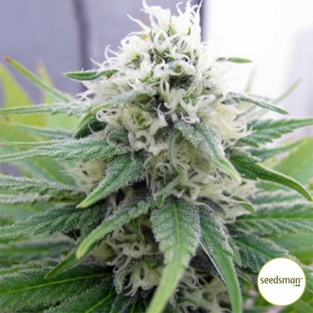 Plante de cannabis Early Skunk Plante de cannabis Early Skunk