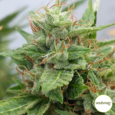 Semillas Ogre Auto de Seedsman gran tamaño - Grow Barato