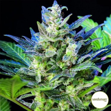 Diesel Ryder Auto Plante de cannabis