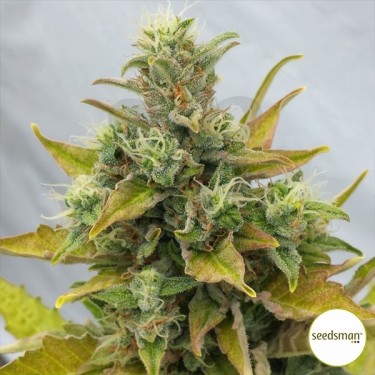 Semillas Easy Ryder Auto de Seedsman - Grow Barato