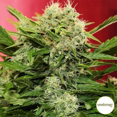 Semillas Chronic Ryder Auto de Seedsman - Grow Barato