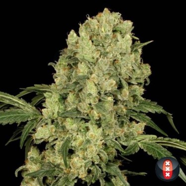AK 47 de Serious Seeds semilla feminizada - Grow Barato
