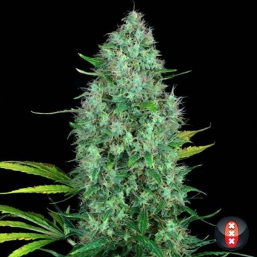 Serious 6 de Serious Seeds feminizada - Grow Barato