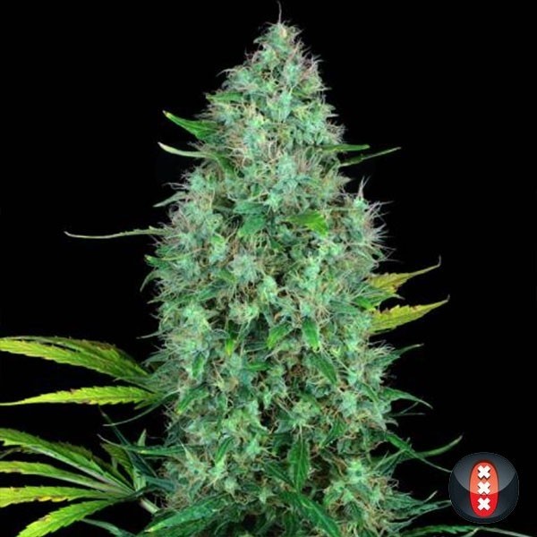 Serious 6 de Serious Seeds feminizada - Grow Barato
