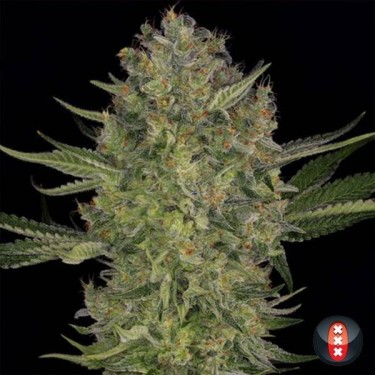 Serious Kush feminizada de Serious Seeds - Grow Barato