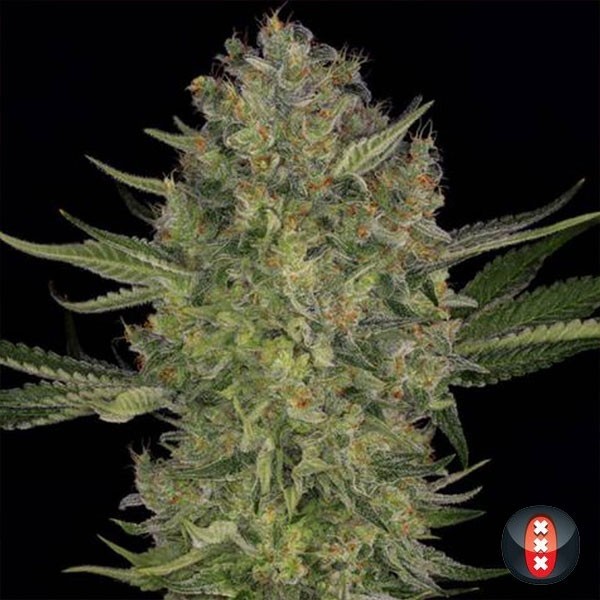 Serious Kush feminizada de Serious Seeds - Grow Barato