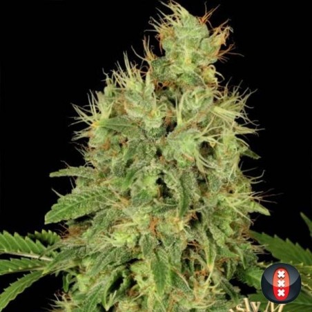 CBD Planta de maconha de Warlock CBD Planta de maconha de Warlock