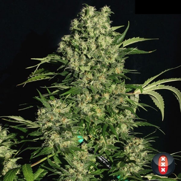 CBD Chronic feminizada Serious Seeds - Grow Barato