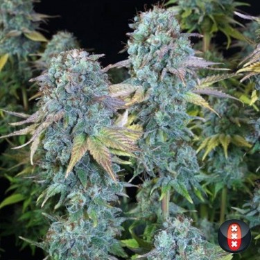 Serious Happiness de Serious Seeds feminizada - Grow Barato