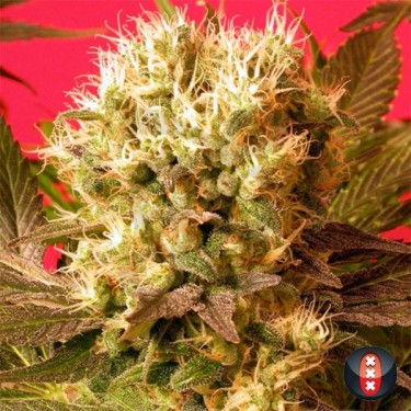 Motavation de Serious Seeds feminizada - Grow Barato