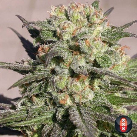 Warlock de Serious Seeds feminizada - Grow Barato Warlock de Serious Seeds feminizada - Grow Barato