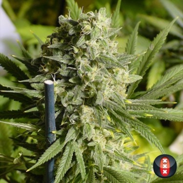 Double Dutch de Serious Seeds feminizada - Grow Barato