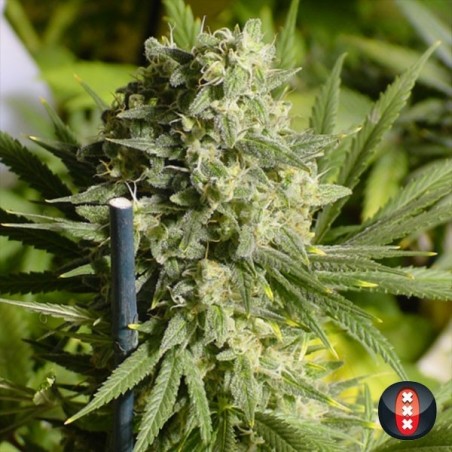 Double Dutch de Serious Seeds feminizada - Grow Barato Double Dutch de Serious Seeds feminizada - Grow Barato
