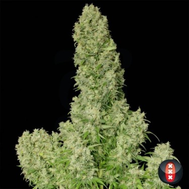 White Russian de Serious Seeds feminizadas - Grow Barato