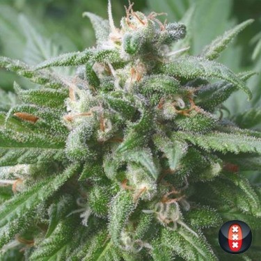 Biddy Early de Serious Seeds feminizadas - Grow Barato
