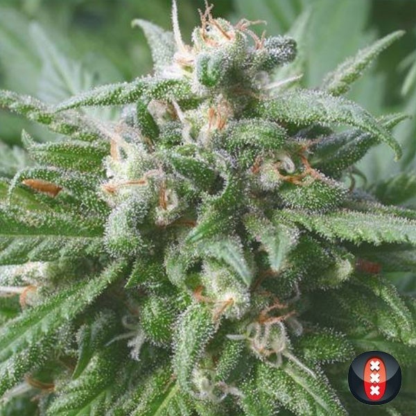 Biddy Early cannabis plant