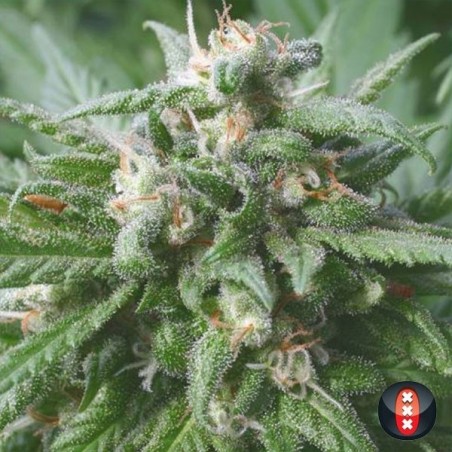 Biddy Early de Serious Seeds feminizadas - Grow Barato Biddy Early de Serious Seeds feminizadas - Grow Barato