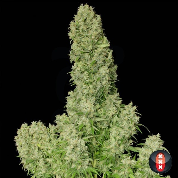 White Russian Regular cannabis plant