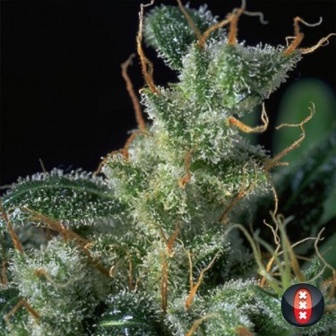 Kali Mist Regular planta de marihuana