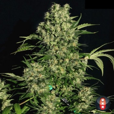 Chronic Regular planta de marihuana