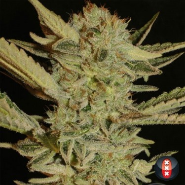 Bubble Gum regular de Serious Seeds - Grow Barato