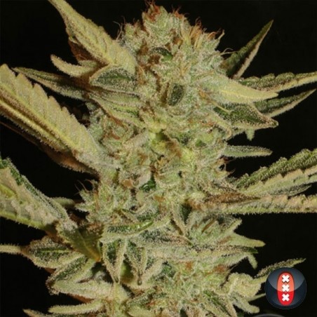 Bubble Gum regular de Serious Seeds - Grow Barato