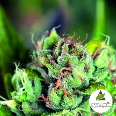 Comprar Tahoe Cure de Pyramid Seeds - Grow Barato